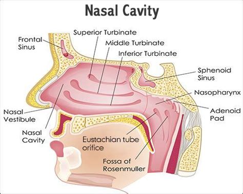 Image result for nasal cavity | Nasal cavity, Sinusitis, Sinus cavities