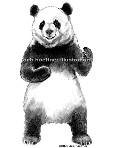 Realistic Panda drawing illustration for product label and in store POP ...