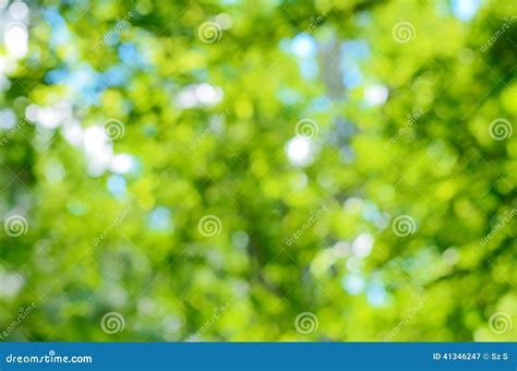 Blurred forest background stock image. Image of forest - 41346247