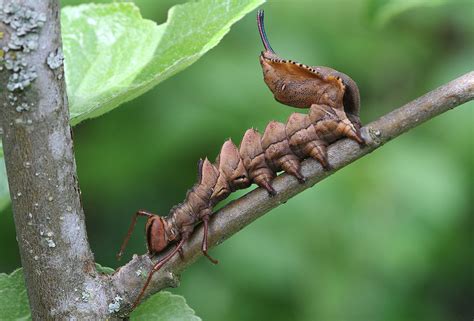 Lobster Moth: Identification, Life Cycle, Facts & Pictures