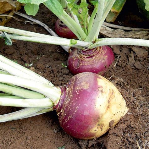 Buy Swede 'Tweed' F1 - Seeds | Organic Gardening Catalogue