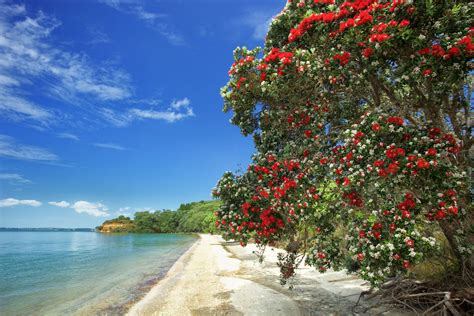 Pohutukawa: New Zealand's Christmas Tree