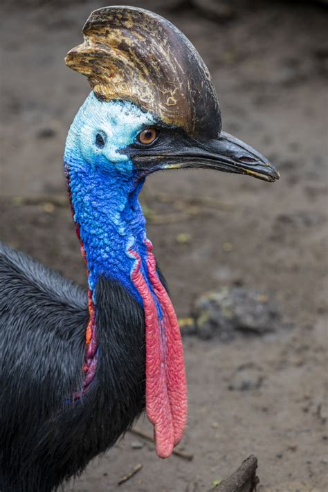 Southern cassowary (Casuarius casuarius) - ZooChat