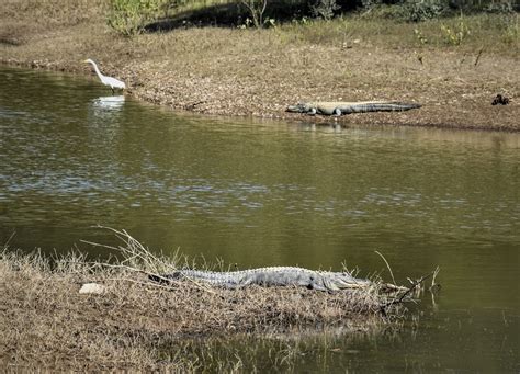 Photo Essay: Alligator Antics | Arkansas State Parks