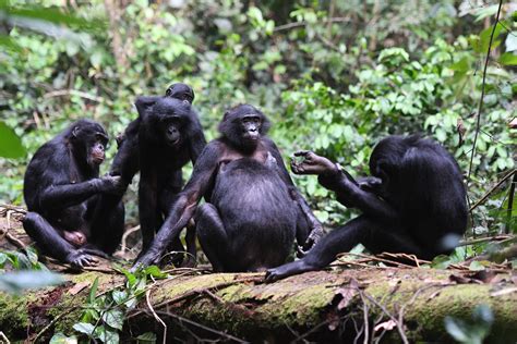 Bonobos’ tolerant, peaceful group relationships paved way for human ...