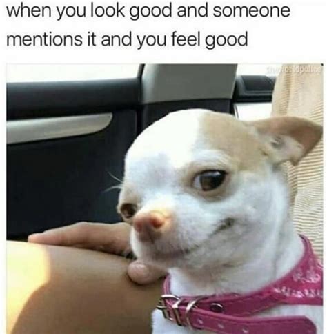 100 Chihuahua Memes That'll Make You Laugh Harder Than You Should ...