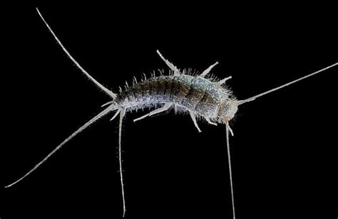 Best Traps for Silverfish 2023 | Safe & Effective Removal Methods