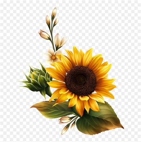 Transparent Sunflower Clipart Png - Transparent Background Sunflower ...