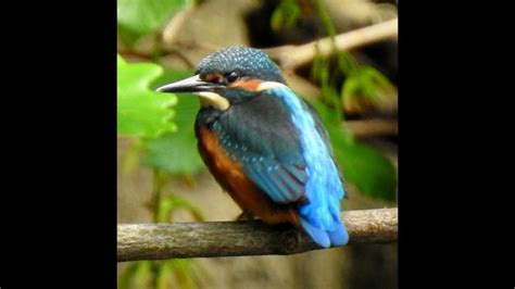 River Lagan Walks-Juvenile Kingfisher on the River Lagan in South ...