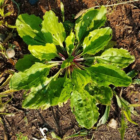 Wild Edible Wednesday 6/12 - Broadleaf Plantain — SARCRAFT