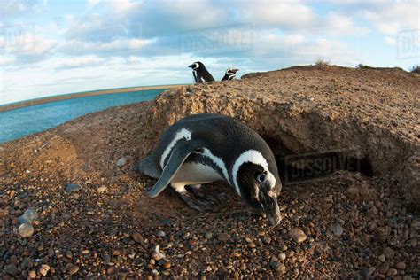 Magellanic penguin (Spheniscus magellanicus) near nesting burrow on ...