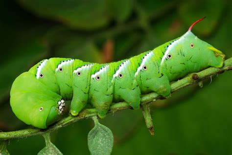 Interesting Hornworms: Beautiful Caterpillars, a Pest, and a Parasitoid ...