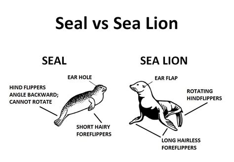 Seals Vs Sea Lions Differences - Dita Myrtle