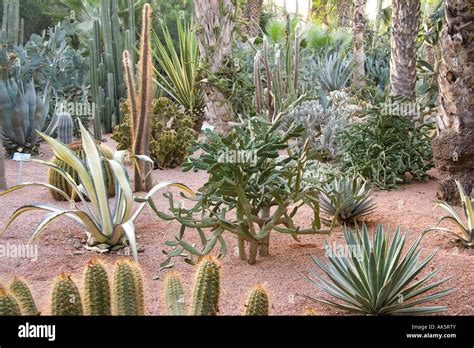 Cactus plants Marrakesh, Morocco ,Africa Stock Photo - Alamy