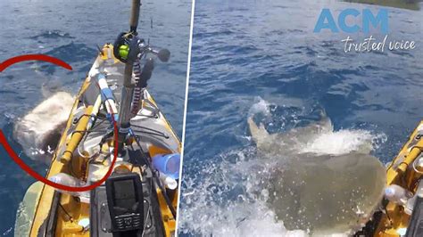 Video: Tiger shark attacks kayak fisherman off Oahu - Strange Sounds