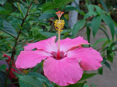 Male And Female Parts Of Gumamela Flower - Gumamela (Hibiscus rosa ...