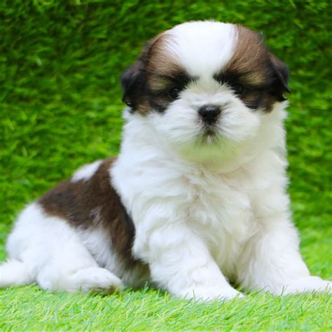 Shih Tzu Puppies for Sale in Delhi Ncr - Dav Pet Lovers