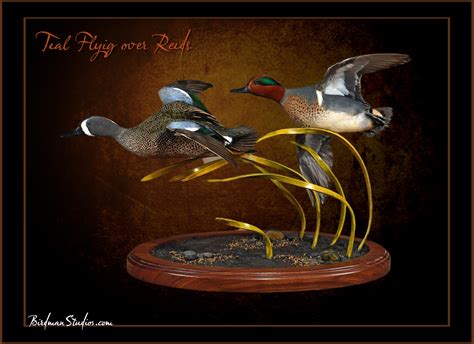 Birdman Studios – Premium Bird Taxidermy Duck Mounts