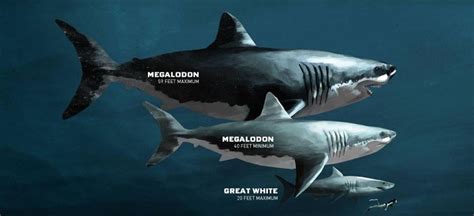 Megalodon - Description, History, Myths & Interpretations | Mythology.net