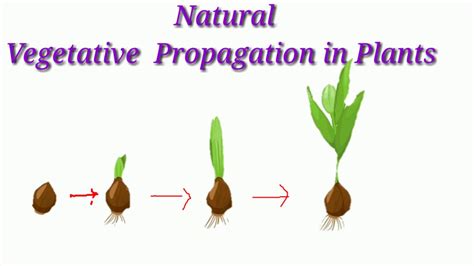 What Are The Types Of Natural Vegetative Propagation at Carol Sorrels blog