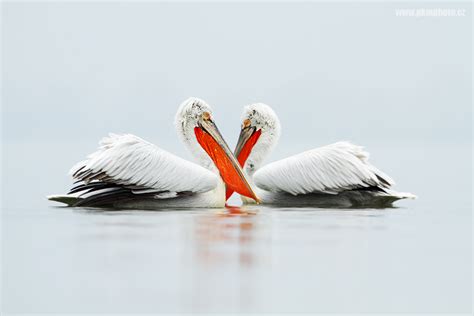 Lake Kerkini Pelicans / Pelikáni na jezeře Kerkini | pkmphoto.cz