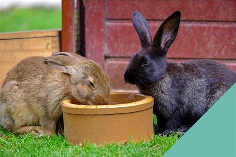 Rabbit Dental Care | Gower Vets Swansea