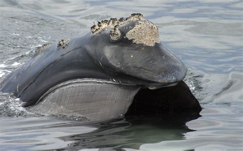 Q&A: Expert Says Increased Right Whale Sightings Is Worrisome For ...