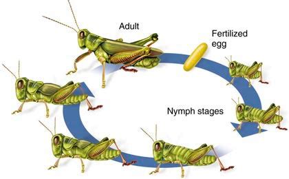 How Long Do Crickets Live? The Life Cycle of a Cricket | PestsGuide