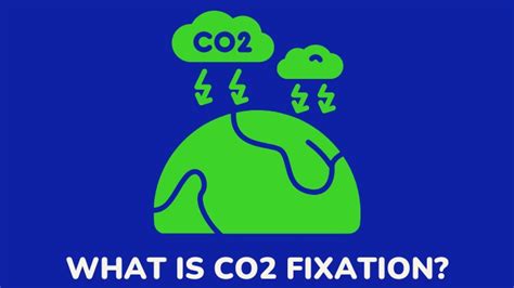 Carbon Dioxide Fixation: The Process, The Benefits, And The Drawbacks ...