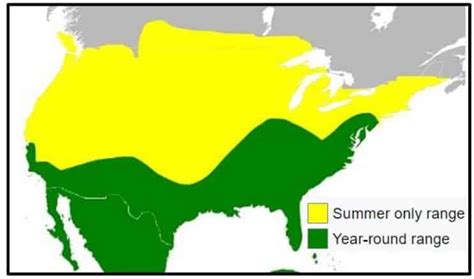 The three Kinds of Vultures Discovered In The USA! (2023) - Geni TV