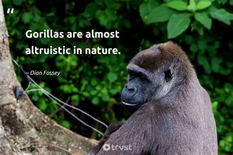 24 Gorilla Quotes To Recognize The Mountain's Gentle Giants