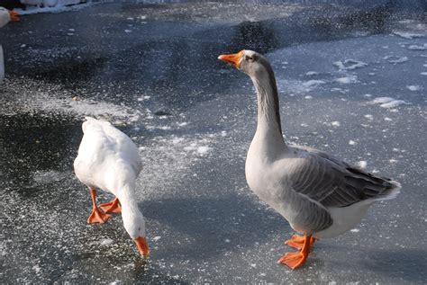 colored garden: On a frozen pond