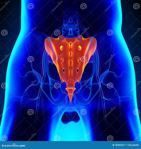 Anatomy Of The Coccyx Bone, Showcasing Its Intricate Details And ...