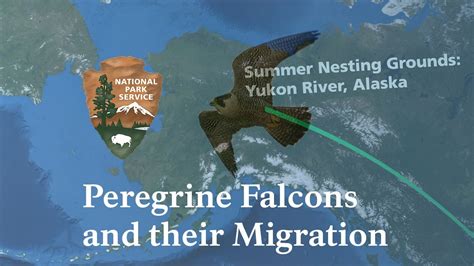 American Peregrine Falcons and their Migration in Yukon-Charley Rivers ...