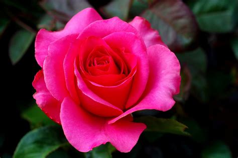 Download Pink Flower Close-up Flower Nature Rose HD Wallpaper