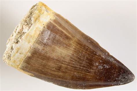 1.8" Fossil Mosasaur (Prognathodon) Tooth - Morocco (#200999) For Sale ...