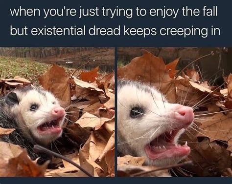 When you're just trying... | Possum, Existentialism, Funny animals