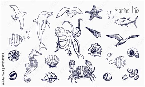 Sea Creatures Drawings