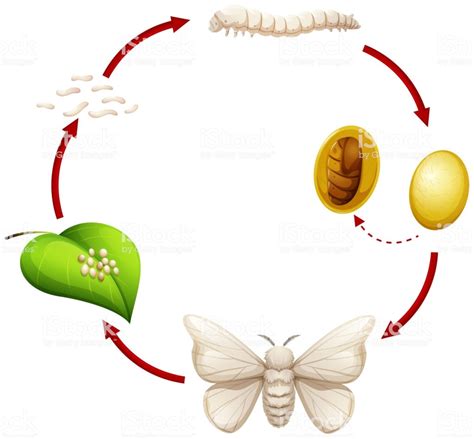 Ciencias Naturales: los insectos hacen metamorfosis - Colegio Público ...