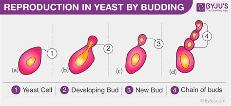 Describe the Process of Budding in Yeast