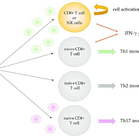 IL-18 functions depending on cytokine environment. IL : Interleukin; CD ...