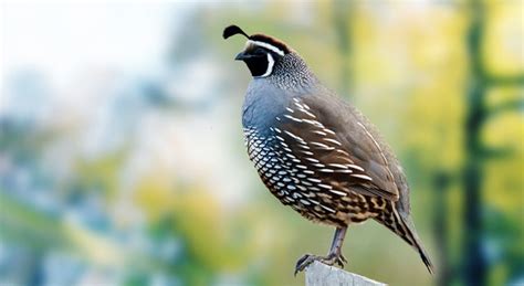 Quail Facts about The Old World and New World Quail