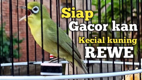 SUARA KECIAL KUNING GACOR JOSS SUARA BESAR | SIAP GACOR KAN KECIAL ...