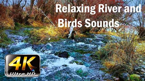 Calm Forest River with Birds Sounds --- Relaxing Water Sound - YouTube