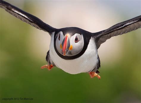 Atlantic puffin flying at Machias Seal Island, Maine by Tin Man ...