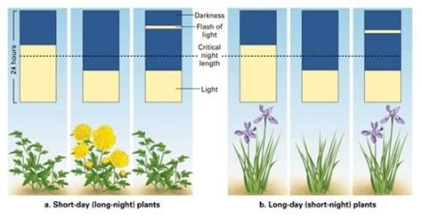 Types of Plants according to the Length of Day Light - QS Study