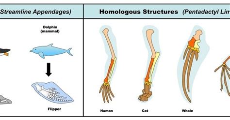 Homologous and Analogous Traits