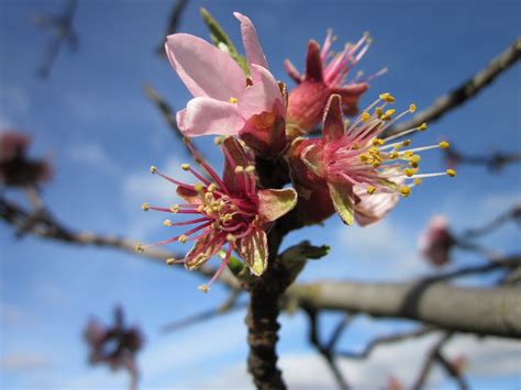 Almond Tree Flower Blossoms - Free photo on Pixabay - Pixabay