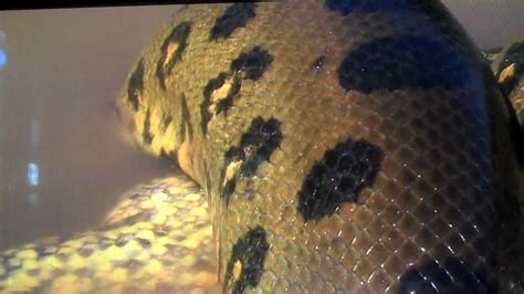 Anaconda Devours its Prey - YouTube