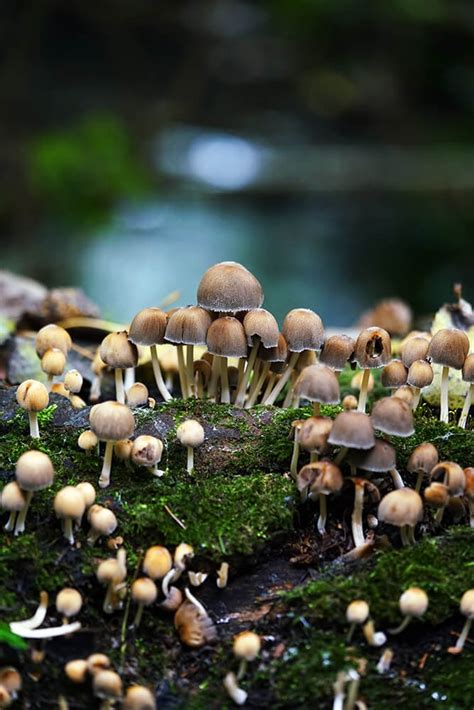 Mushroom Photography — Nico Goodden - Urban Photographer - Digital ...